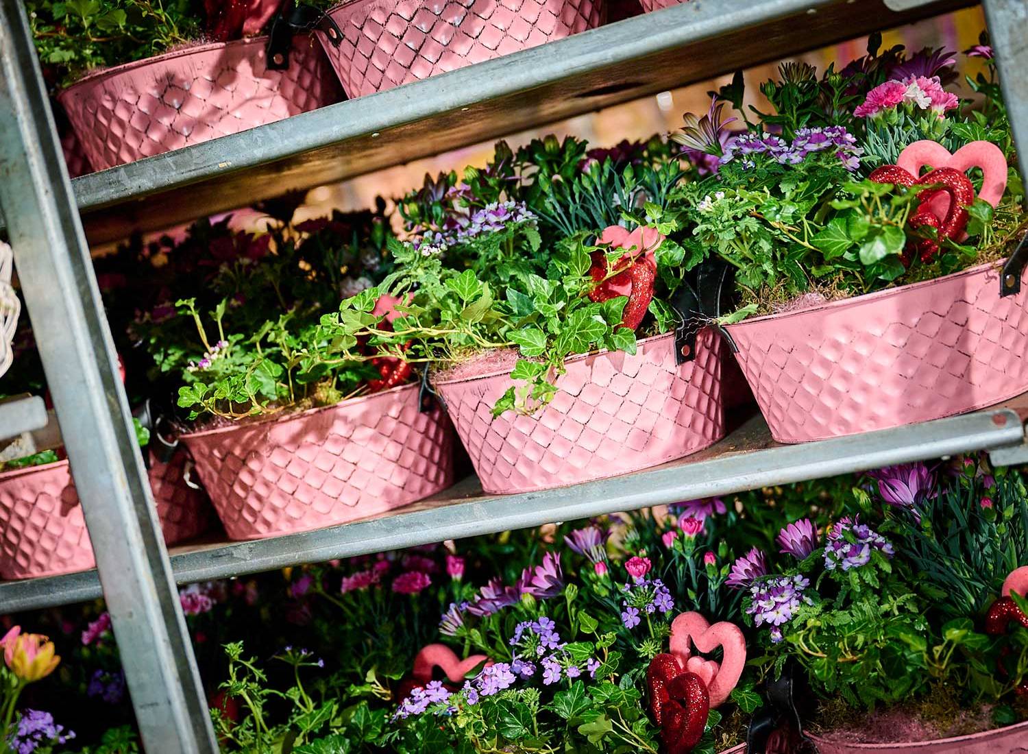 Celieplant lange termijn partnerschap