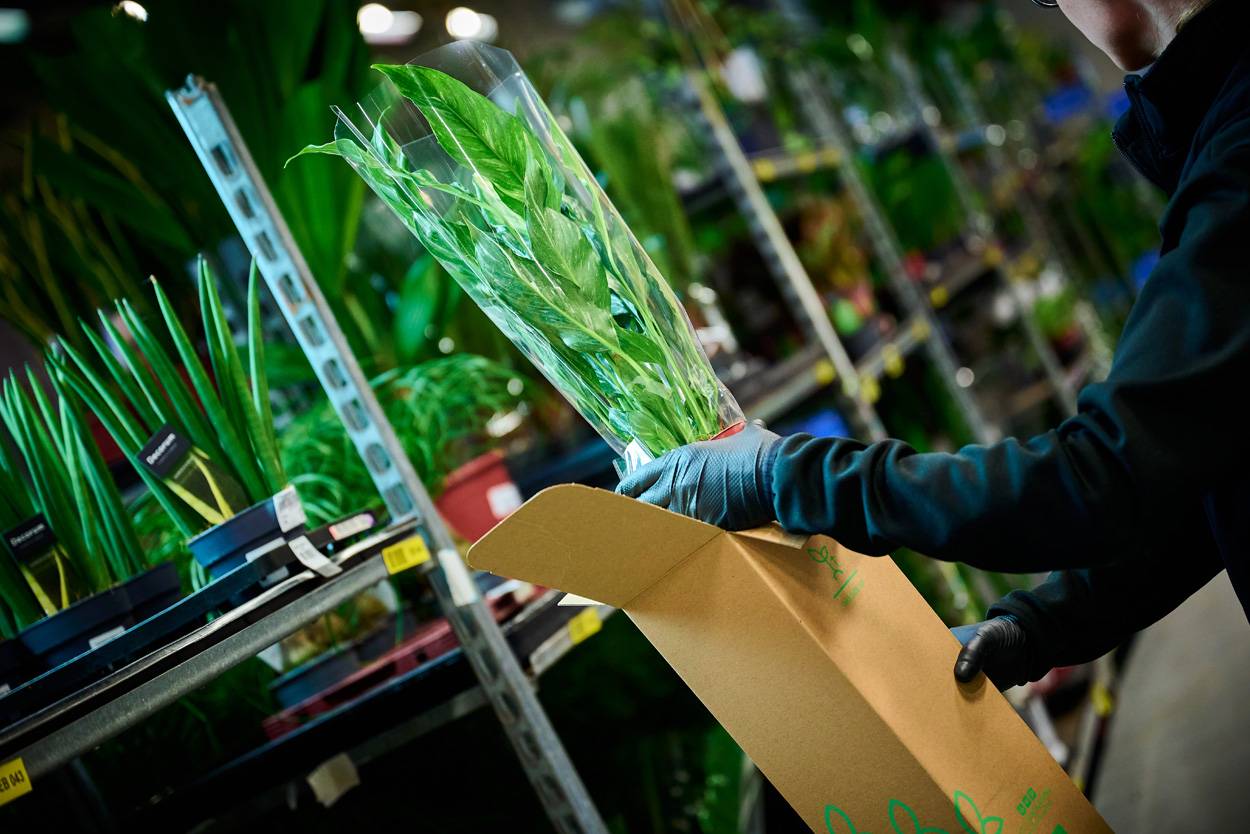 Celieplant recycling
